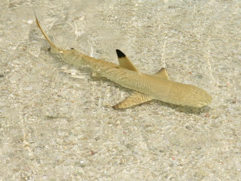 Kuramathi (122).jpg